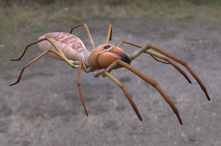 modern camel spider wind scorpion camel spider biological animal insect 3d model