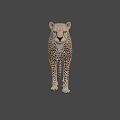 Cheetah With Spotted Fur Standing In Side Profile Against Dark Background 3d model