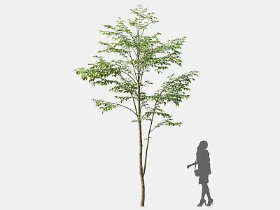 Tall Tree With Green Leaves And Slender Trunk Near Silhouette Of A Woman 3d model