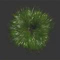 Lush Green Palm Tree With Long Fronds And Brown Trunk In Dark Background