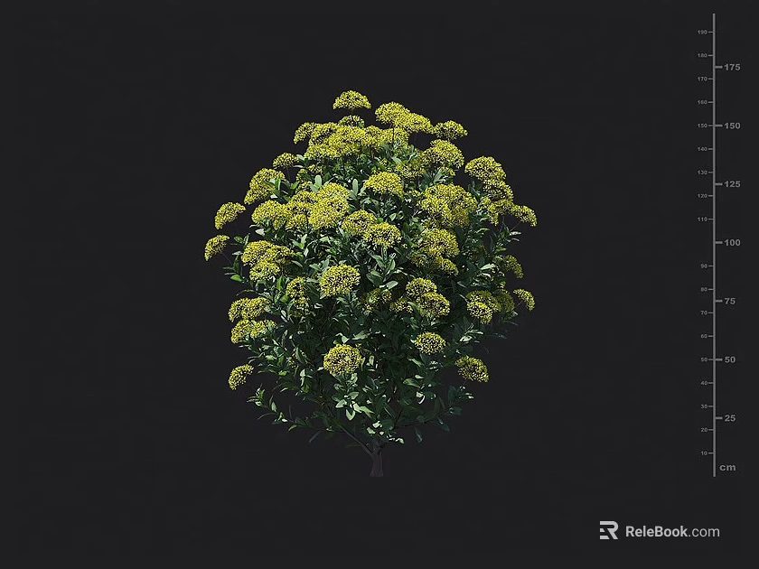 Vibrant Rounded Bush In Full Bloom With Yellow Flowers And Lush Green Leaves 3d model 