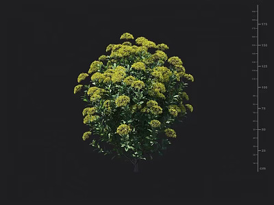 Vibrant Rounded Bush In Full Bloom With Yellow Flowers And Lush Green Leaves 3d model
