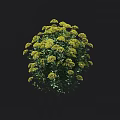 Vibrant Rounded Bush In Full Bloom With Yellow Flowers And Lush Green Leaves