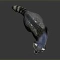 Realistic Raccoon With Gray Fur Striped Tail And Shiny Surface Reflection