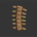 Modern vertebrae Cervical vertebrae Spinal bone 3d model