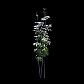 Various Bamboo Plants With Green Leaves And White Blooms In Different Heights