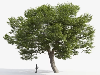 Large Arbor With Thick Trunk And Lush Green Foliage Near Walking Person 3d model