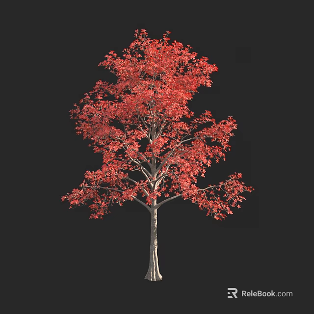 Vibrant Red Leaf Shrub With Slender Trunk Against Black Background 3d model 
