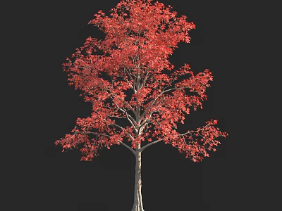 Vibrant Red Leaf Shrub With Slender Trunk Against Black Background 3d model