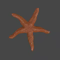 Orange Textured Starfish With Detailed Surface And Marine Life Features