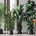 Various Types of Indoor Potted Plants in Gray Pots with Window and Gray Wall