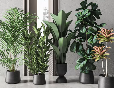 Various Types of Indoor Potted Plants in Gray Pots with Window and Gray Wall 3d model