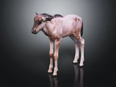 Baby Antelope With Light Brown And White Fur Standing On Black Glossy Floor 3d model