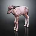 Baby Antelope With Light Brown And White Fur Standing On Black Glossy Floor