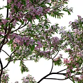 Apple Tree with Pink Blossoms Green Leaves and Brown Trunk in Outdoor Scene