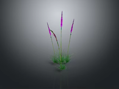 Purple Sea Anemone With Green Grass Like Tentacles Growing On Gray Background 3d model
