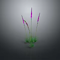 Purple Sea Anemone With Green Grass Like Tentacles Growing On Gray Background