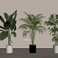 Bonsai Potted Plants With Green Leafy Varieties In White Black Pots Wabi Sabi Indoor Decor