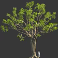 Large Tree With Thick Trunk And Lush Green Leaves With Small Figure Under