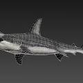 Hammerhead Shark Marine Aquatic Animal With Distinctive Hammer Shaped Head Features