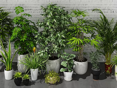 Indoor Potted Plants With Various Green Foliage And Decorative Pots Against Grey Brick Wall 3d model