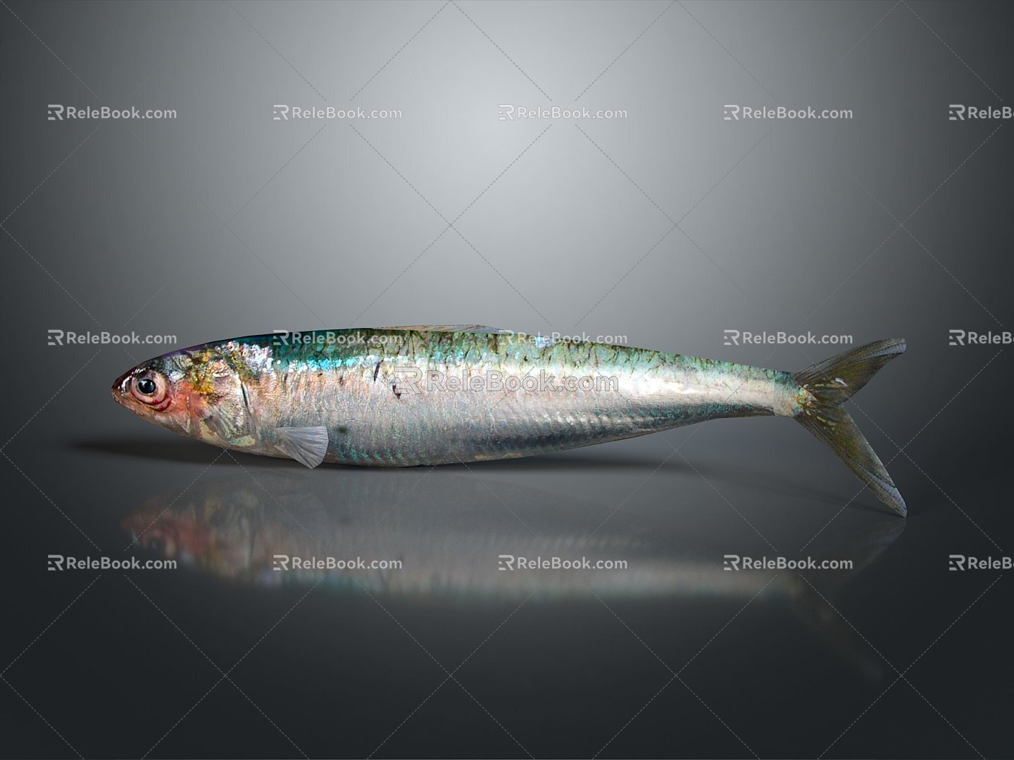 Catfish Carp Sturgeon Bass Freshwater Fish Various Carp Grass Carp Crucian Carp 3d model