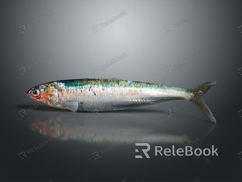 Catfish Carp Sturgeon Bass Freshwater Fish Various Carp Grass Carp Crucian Carp model