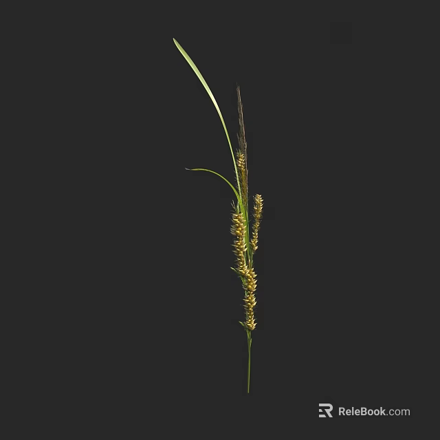 Tall Grass Plant With Long Green Leaves And Yellow Spikes On Dark Background 3d model 