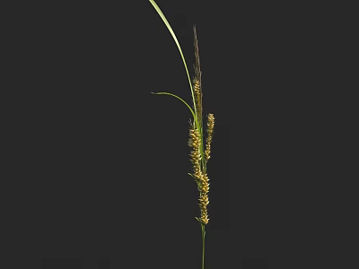 Tall Grass Plant With Long Green Leaves And Yellow Spikes On Dark Background 3d model