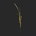Tall Grass Plant With Long Green Leaves And Yellow Spikes On Dark Background