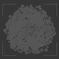 Tall Lush Tree With Pink Blossoms And Small Figure For Scale Against Dark Background