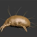 Detailed Golden Tick Close Up Showing Body Organs And Fine Hairs
