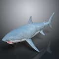 3D Model of Blue Shark with Open Mouth Sharp Teeth on Gray Background Reflection 3d model