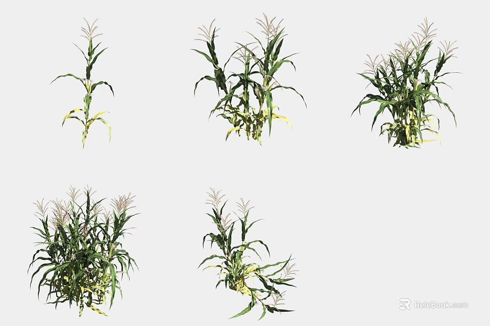 Healthy Corn Plants With Green Leaves In Various Growth Stages And Shapes 3d model 