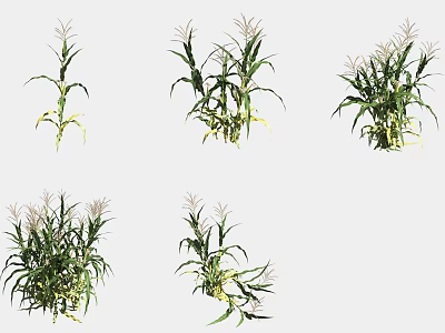 Healthy Corn Plants With Green Leaves In Various Growth Stages And Shapes 3d model
