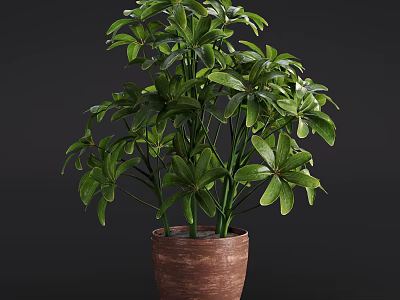Potted Bonsai Plant with Lush Green Foliage in Brown Clay Pot for Indoor Decoration 3d model