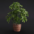 Potted Bonsai Plant with Lush Green Foliage in Brown Clay Pot for Indoor Decoration
