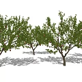 Tall Deciduous Arbor Trees With Green Leaves And Red Fruits In Garden