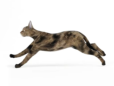 Animal Feline Cat 3d model
