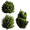 green shrub 3d model