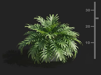 Lush Green Plant With Fern Like Leaves In Pot On Dark Background With Height Scale 3d model