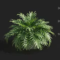 Lush Green Plant With Fern Like Leaves In Pot On Dark Background With Height Scale