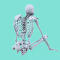Detailed Human Anatomical Skeleton Model as Medical Device for Training and Education