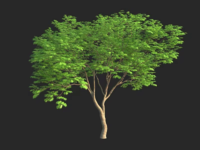 Lush Green Leafy Arbor With Brown Trunk Isolated On Black Background 3d model