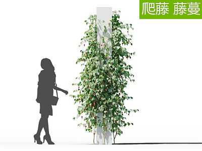 Climbing Vine With Lush Green Leaves Growing On White Pillar Near Person Silhouette 3d model