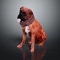 Boxer Dog Sitting With Brown And White Striped Scarf Tongue Out On Black Background