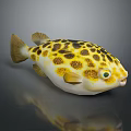 Yellow and Black Spotted Pufferfish with Green Eyes White Belly Showing Reflection on Dark Background
