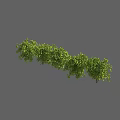 Lush Green Shrub With Dense Branches And Vibrant Foliage For Garden Landscaping
