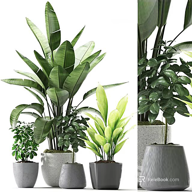 Indoor Potted Plants Collection with Large Leaf and Small Green Foliage in Modern Pots 3d model 