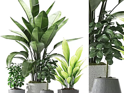 Indoor Potted Plants Collection with Large Leaf and Small Green Foliage in Modern Pots 3d model